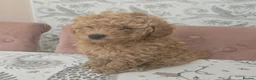 Poochon dogs for sale:  Gorgeous poochon boy puppy - Advert 1