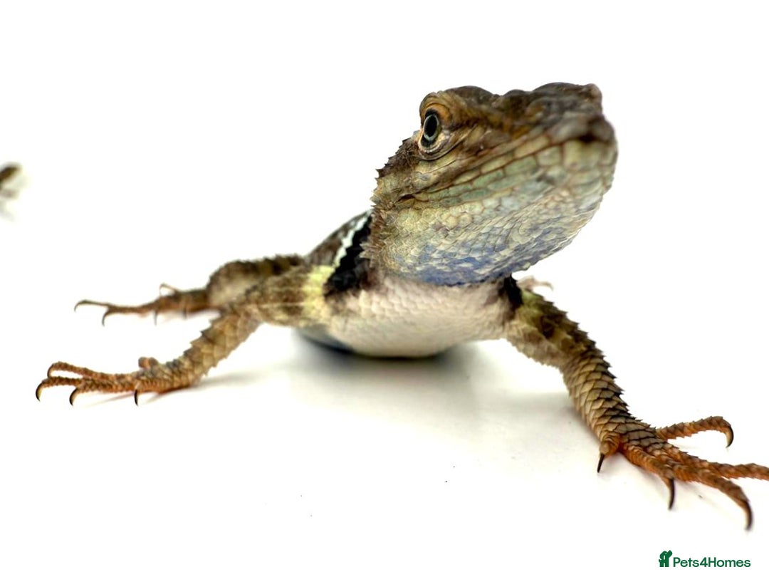 Lizard reptiles for sale: Blue Spiny Swift CB24 - Image 4