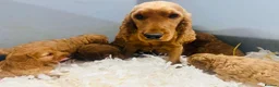 Cockapoo dogs for sale: Stunning Cockapoo Puppies  - Advert 4
