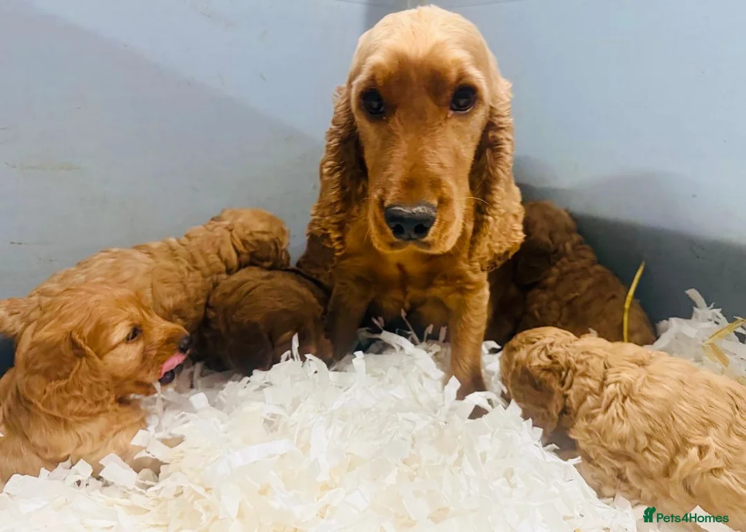 Cockapoo dogs for sale: Stunning Cockapoo Puppies  - Advert 4
