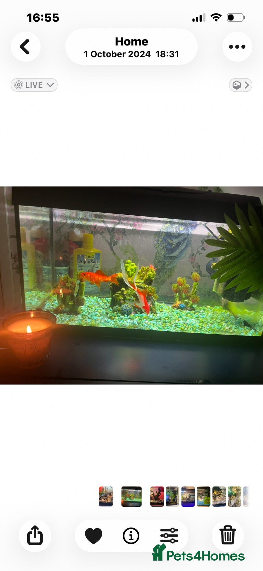 Fancy Goldfish fish Fish tank  - Advert 1