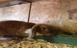 Mini Lop rabbits for sale: Plush mini lops  - Image 7