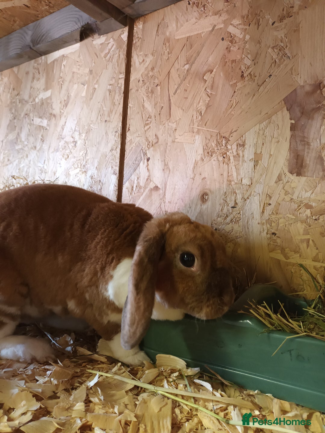 Mini Lop rabbits for sale: Plush mini lops  - Image 7