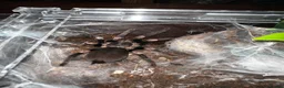 Tarantulas invertebrates for sale: Tarantula collection for sale  in Barnsley - Advert 6