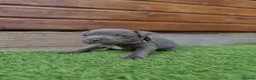 Staffordshire Bull Terrier dogs for sale: Blue Staffordshire Bull Terrier Champion Pups  - Advert 37