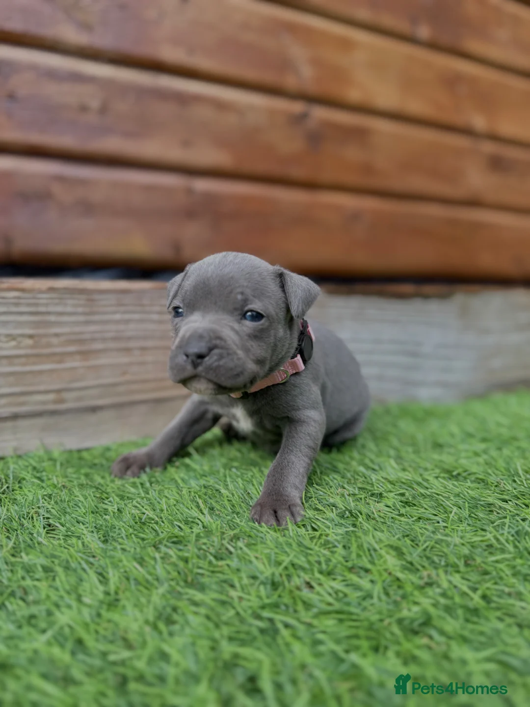 Staffordshire Bull Terrier dogs for sale: Blue Staffordshire Bull Terrier Champion Pups  - Advert 37