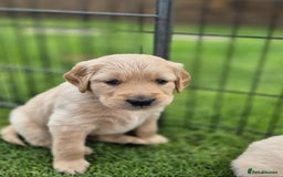 Golden Retriever dogs for sale: KC Registered Golden Retrievers - Image 15