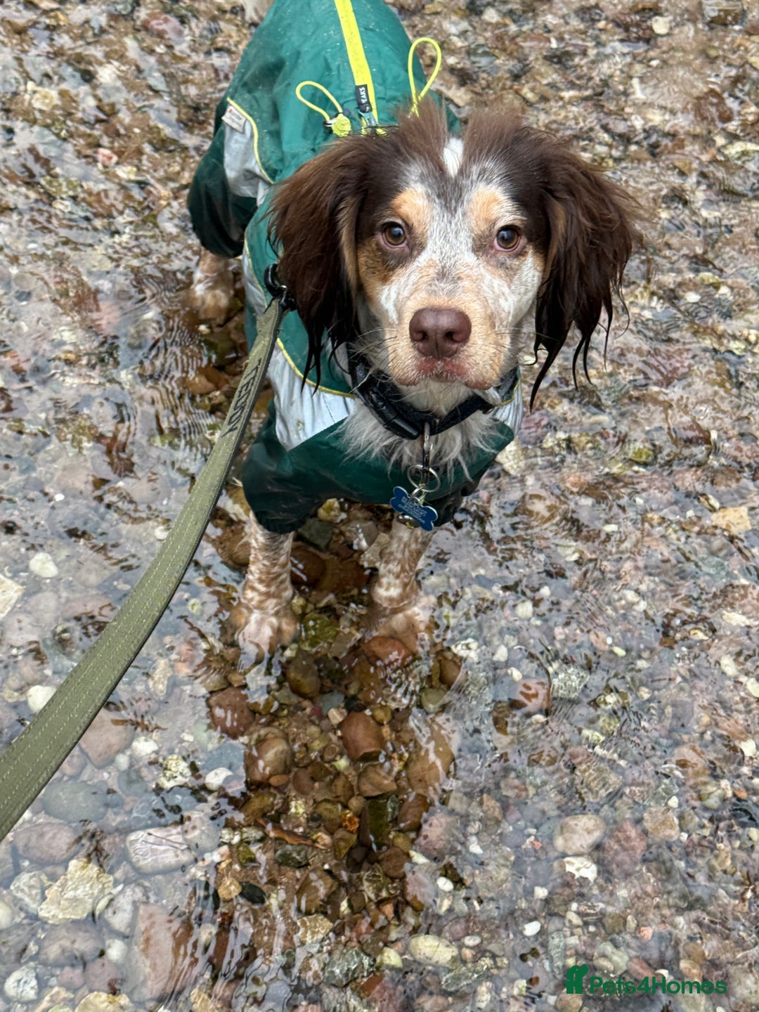 Cocker Spaniel dogs for stud: Cocker spaniel for stud in Wednesbury - Image 5
