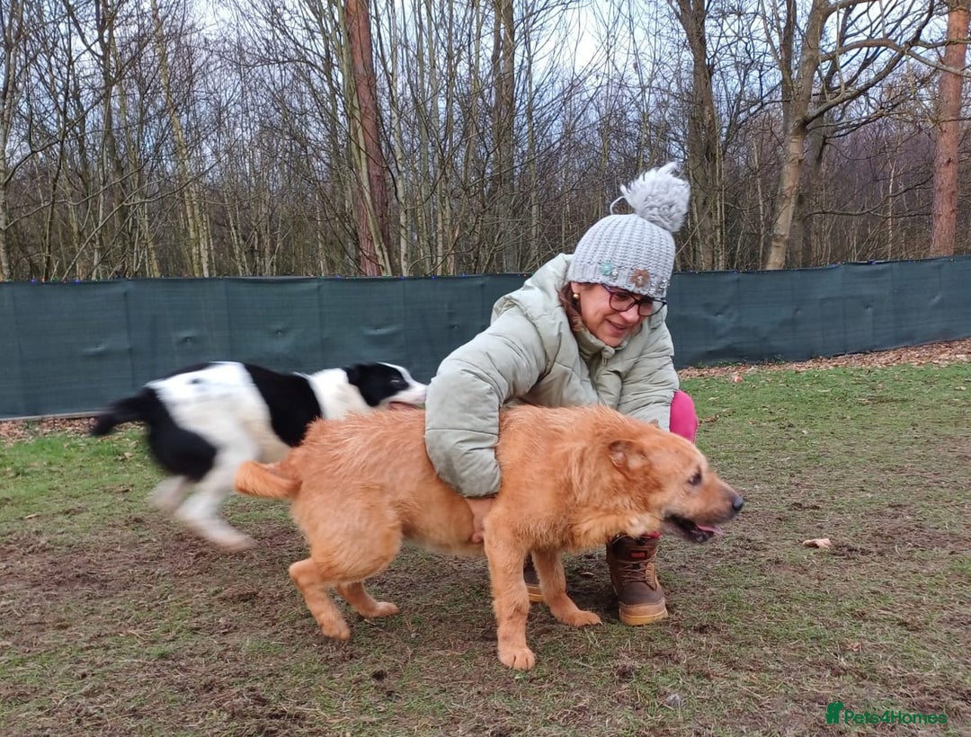 Mixed Breed dogs for adoption: 🐾 Meet IZZY 🐾 💛 A loyal heart & love to give 💛 - Advert 27