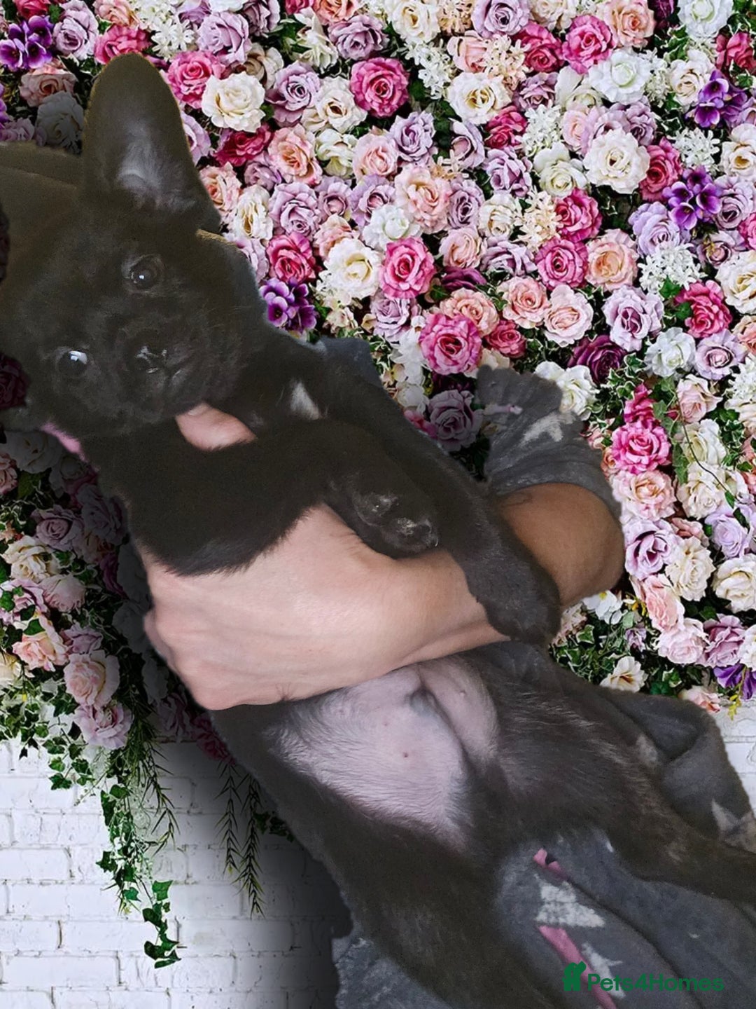 French Bulldog dogs for sale: ❤️⭐️  Adorable Frenchie poms ❤️⭐️ ONLY 3 LEFT ⭐️ - Advert 18