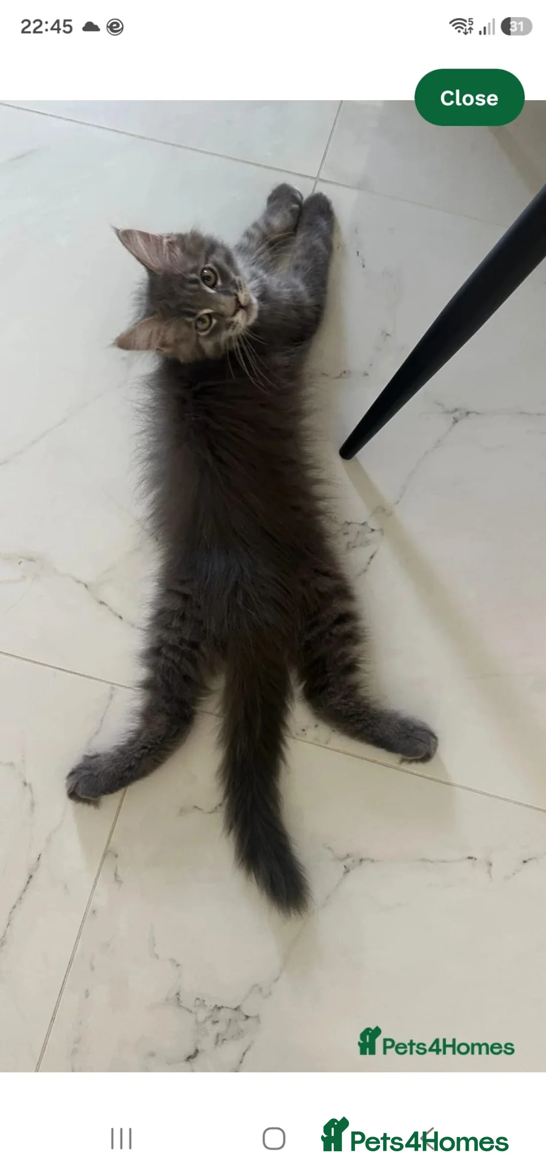 Maine Coon cats for sale: SILVER MAINE COON BOY KITTEN FOR SALE - Advert 2