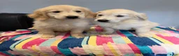 Golden Retriever dogs for sale: Beautiful golden retriever pups ready now  - Advert 4