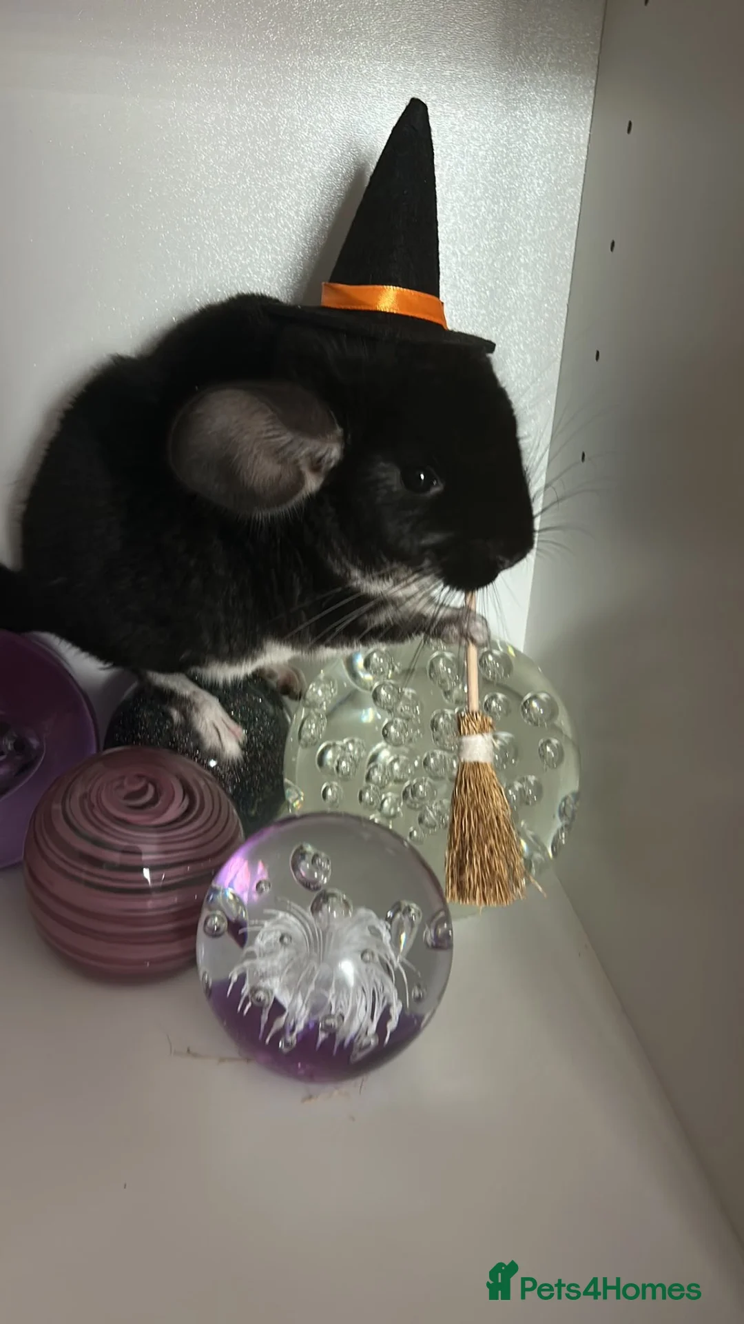 Chinchilla rodents for sale: Pair of male chinchillas Violet and Black Pearl - Advert 4