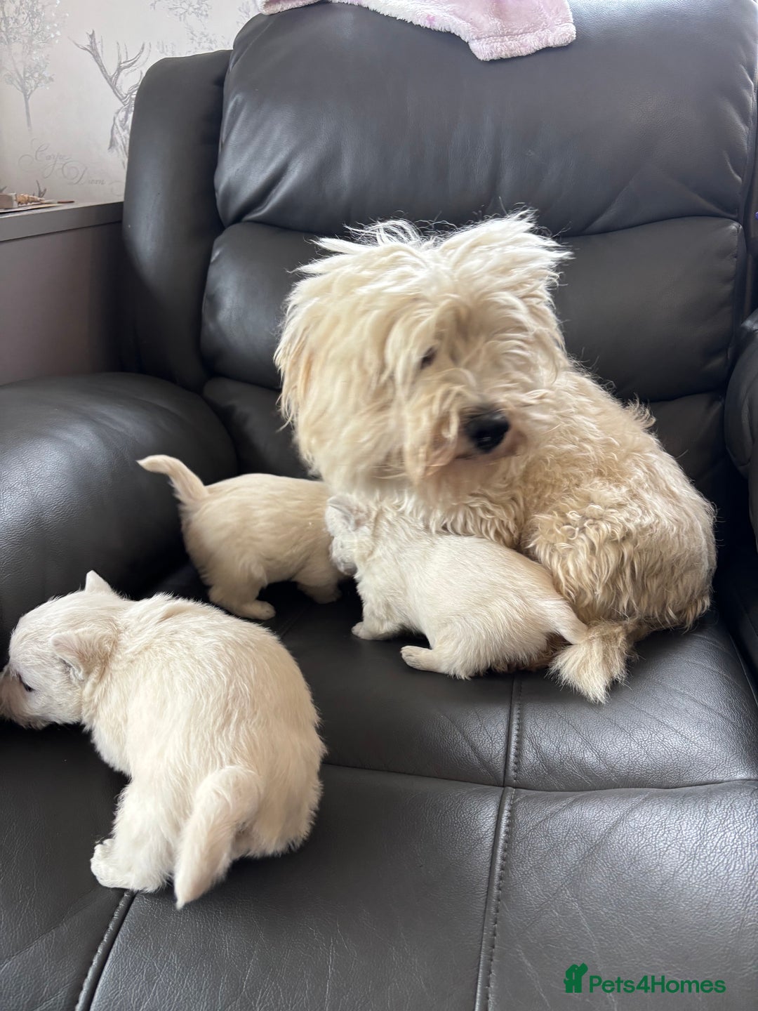 West Highland Terrier dogs for sale: Beautiful westie pups ready to reserve  - Image 3