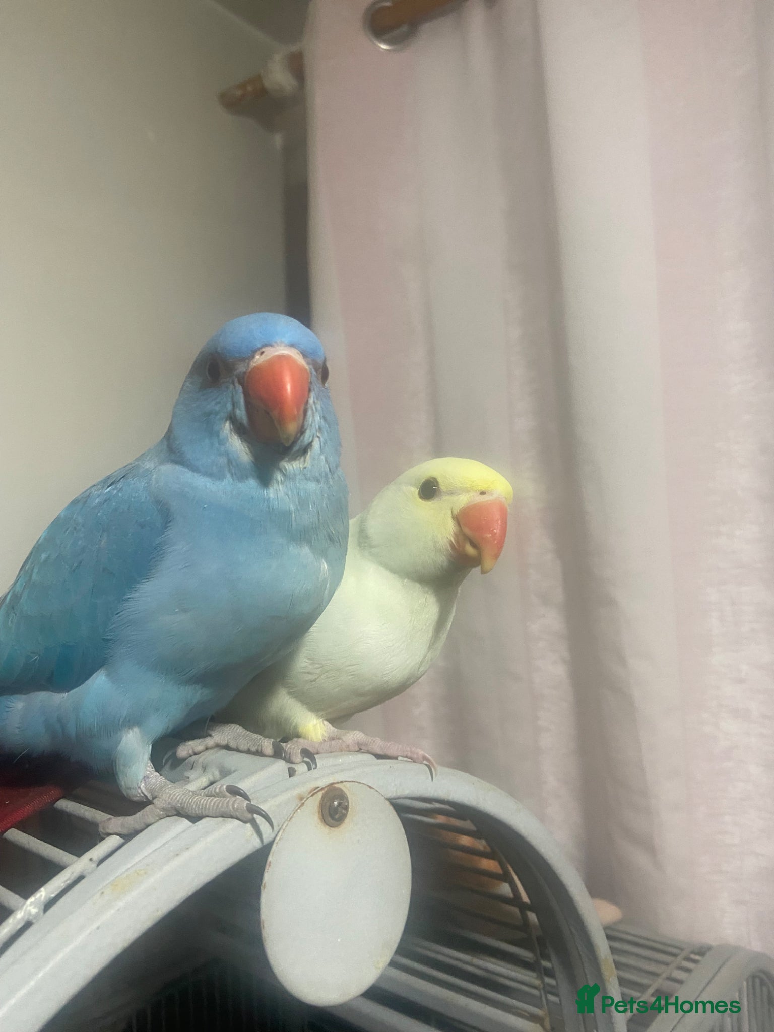 Parrots birds Ring neck  - Advert 5