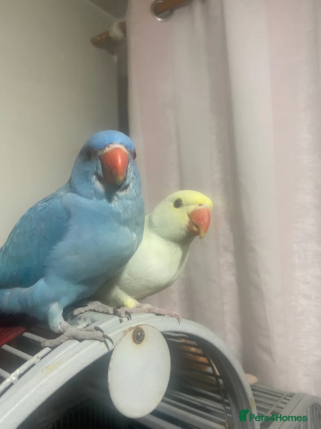 Parrots birds for sale: Ring neck  in Leicester - Advert 1