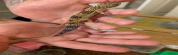 Leopard Gecko reptiles for sale: Black Night Cross Leopard Gecko  - Advert 18