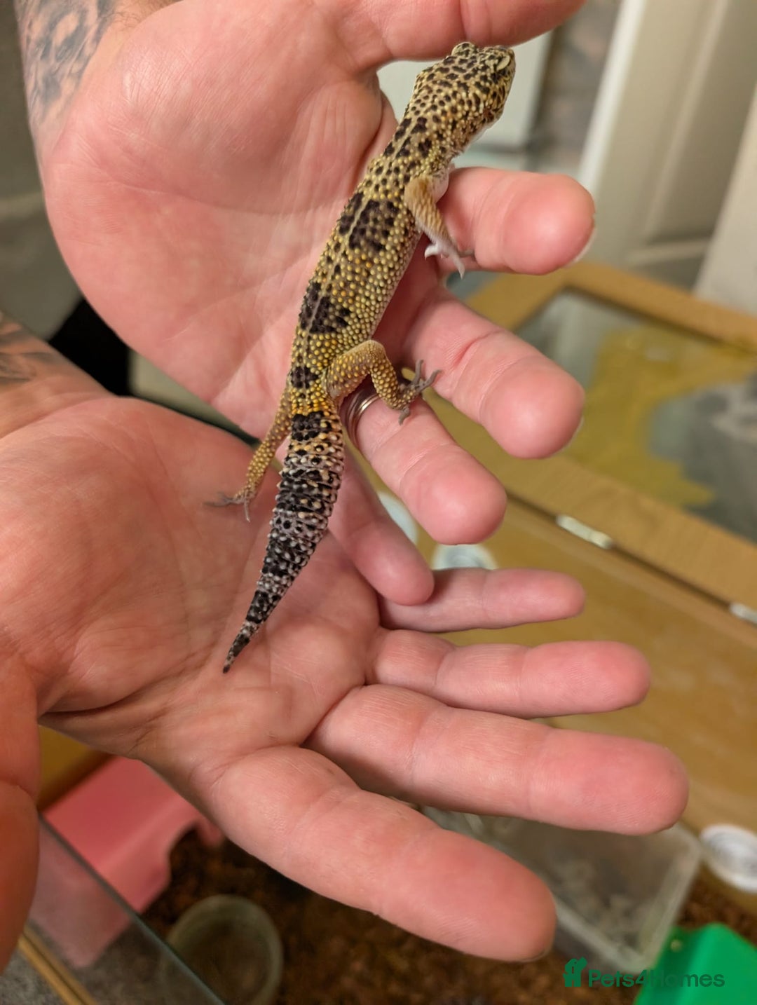 Leopard Gecko reptiles for sale: Black Night Cross Leopard Gecko  - Advert 18