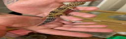 Leopard Gecko reptiles for sale: Black Night Cross Leopard Gecko  - Advert 18