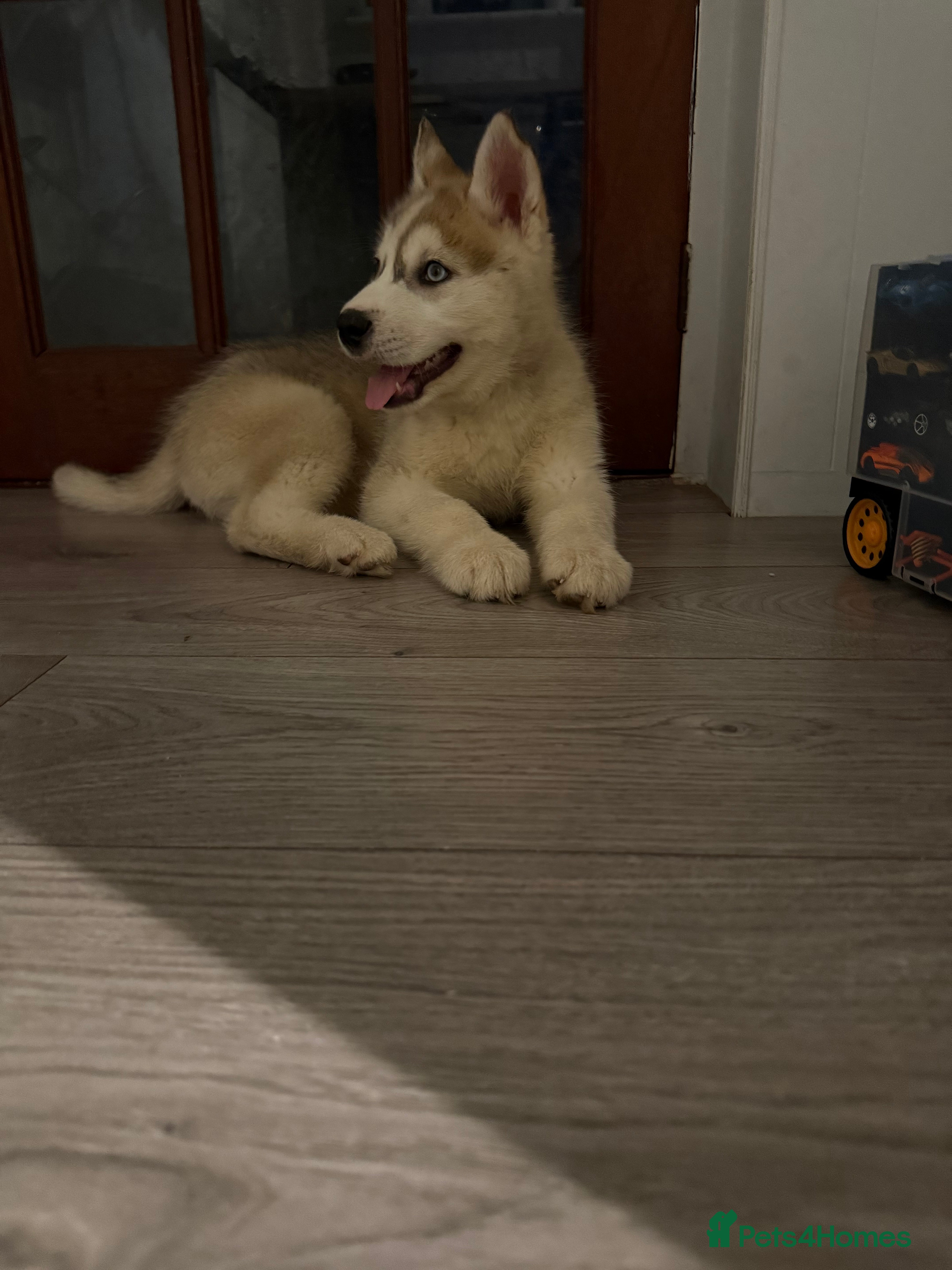 Siberian Husky dogs Puppies Siberian Huskies one boy available  - Advert 2