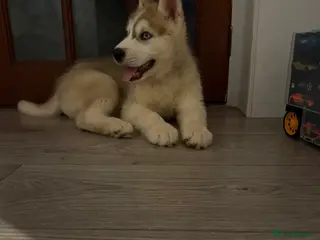 Siberian Husky dogs Puppies Siberian Huskies one boy available - Advert 2