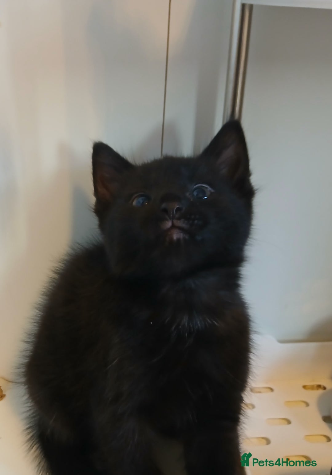 Mixed Breed cats for sale: Male kitten, Ready for a good home! - Image 3
