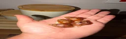 Snails invertebrates for sale: Albino Giant African Land Snails (Achatina Fulica) - Advert 9