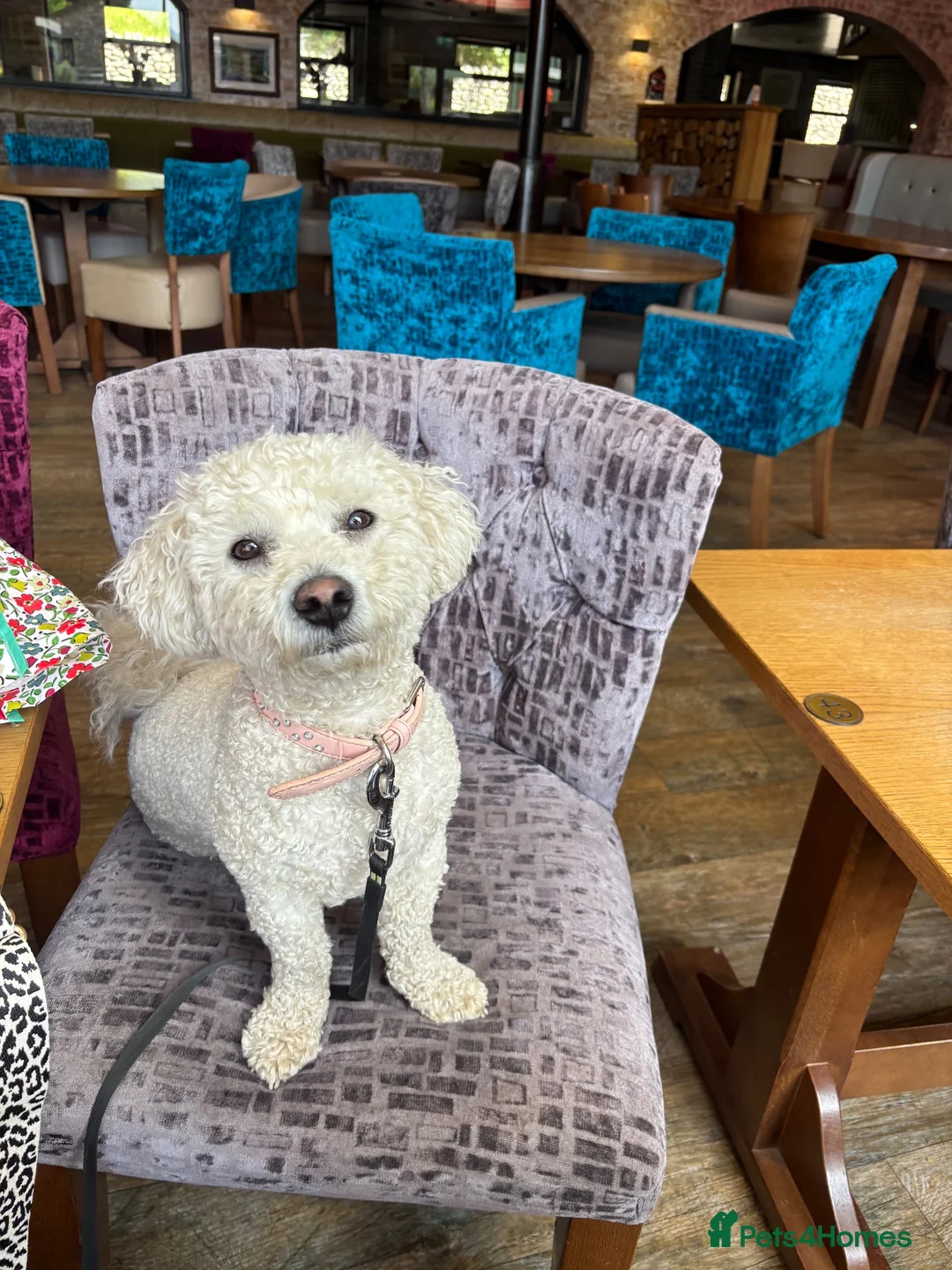 Bichon Frise dogs for sale: 2 year old male neutered bichon frise in Wrexham - Advert 19