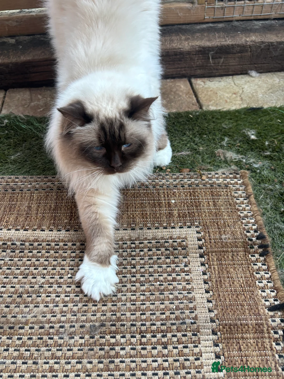 Ragdoll cats for stud: Gorgeous GGCF/TICA chocolate  mitted ragdoll in Norwich - Advert 15