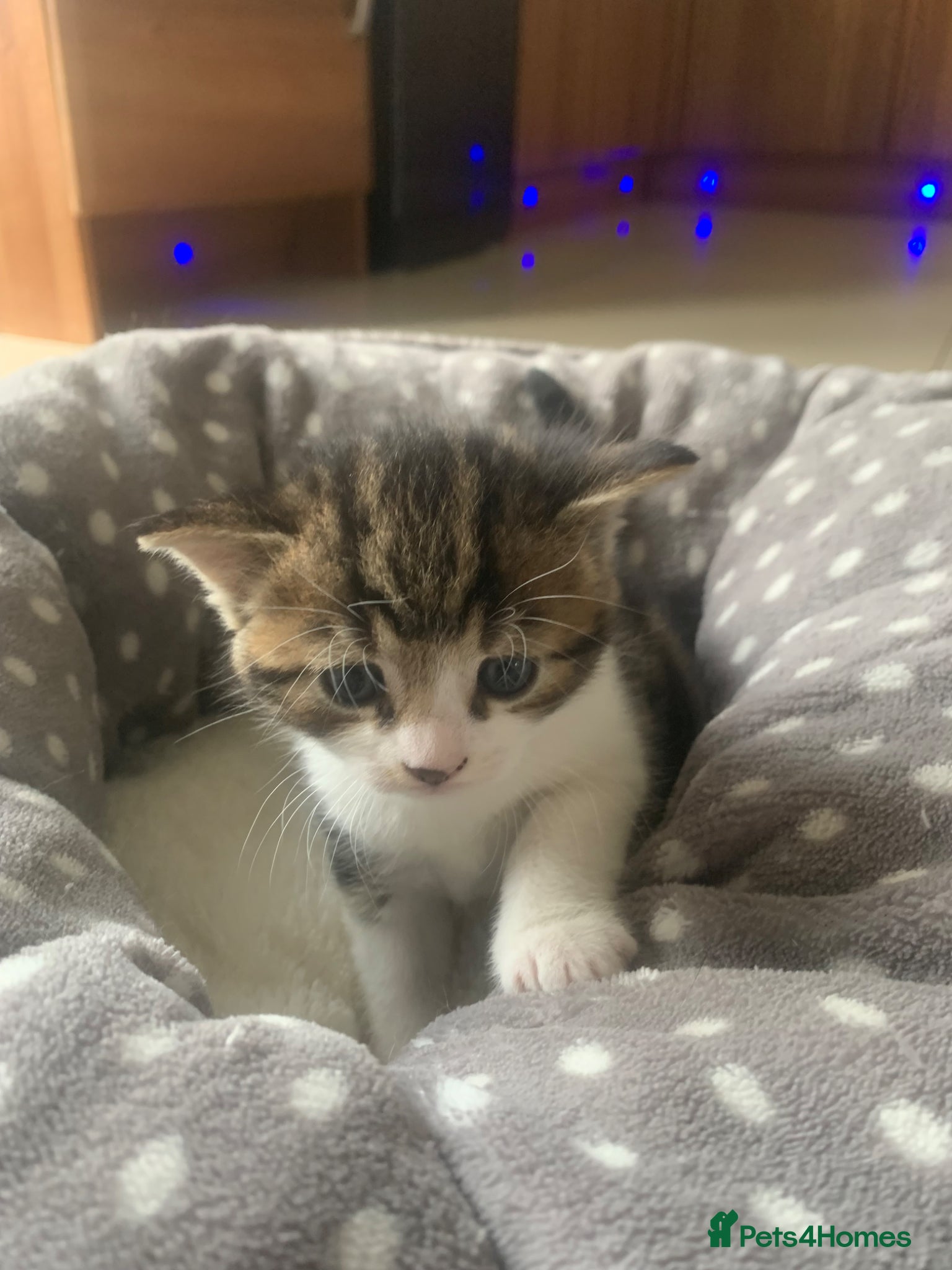 Mixed Breed cats for sale: Shorthair Tabby’s mixed breed in Solihull - Advert 5