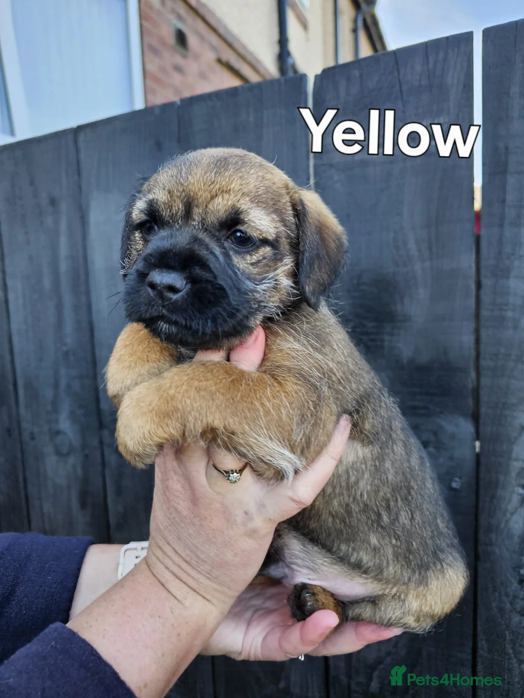 Border Terrier dogs for sale: Border Terrier Puppies Boys KC Registered Champs  - Advert 11