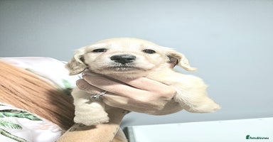 Miniature Dachshund dogs - Advert 11