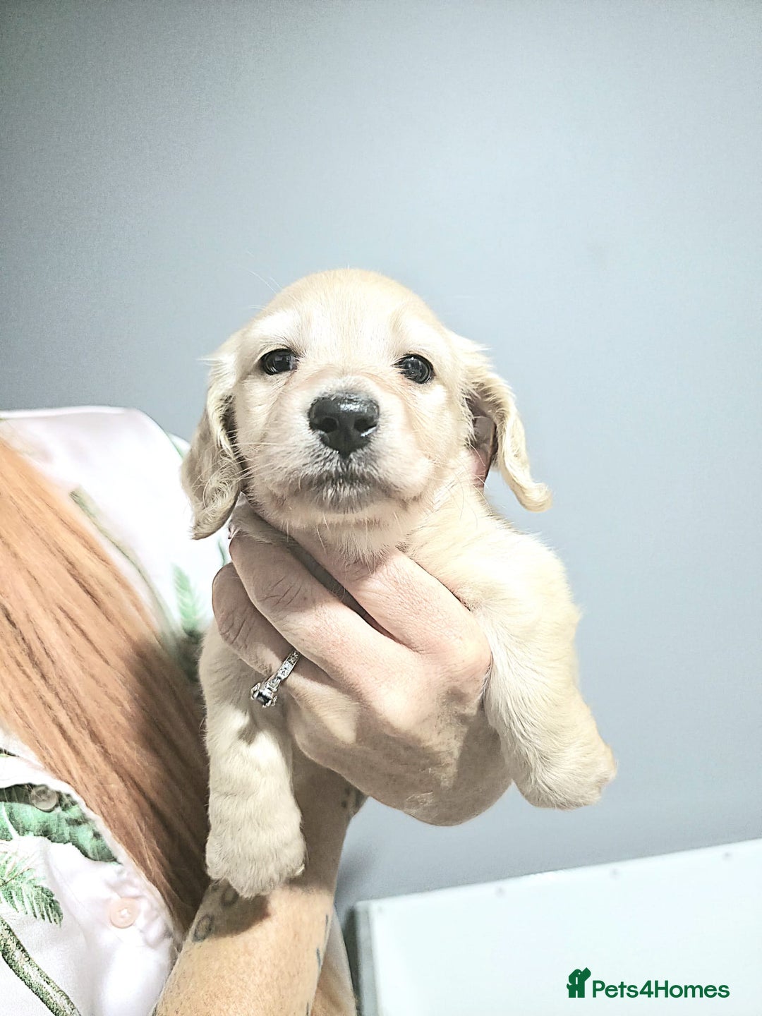 Miniature Dachshund dogs for sale: Longhaired Minature Dachshunds  - Image 2