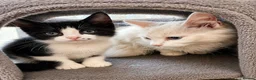 Mixed Breed cats for sale: 🐾Adorable Female Kitten Looking 4Her Forever Home in Luton - Advert 10