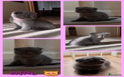 Scottish Fold cats for sale: Scottish Fold kittens  - Image 4