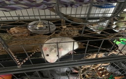 Rat rodents for sale: Male rats looking for new home asap  - Image 2
