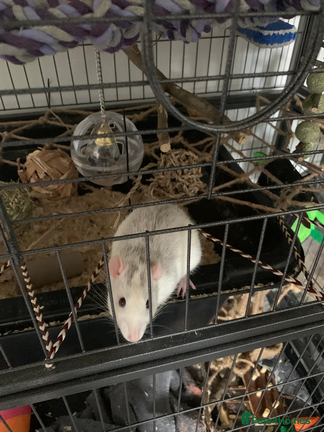 Rat rodents for sale: Male rats looking for new home asap  - Image 2