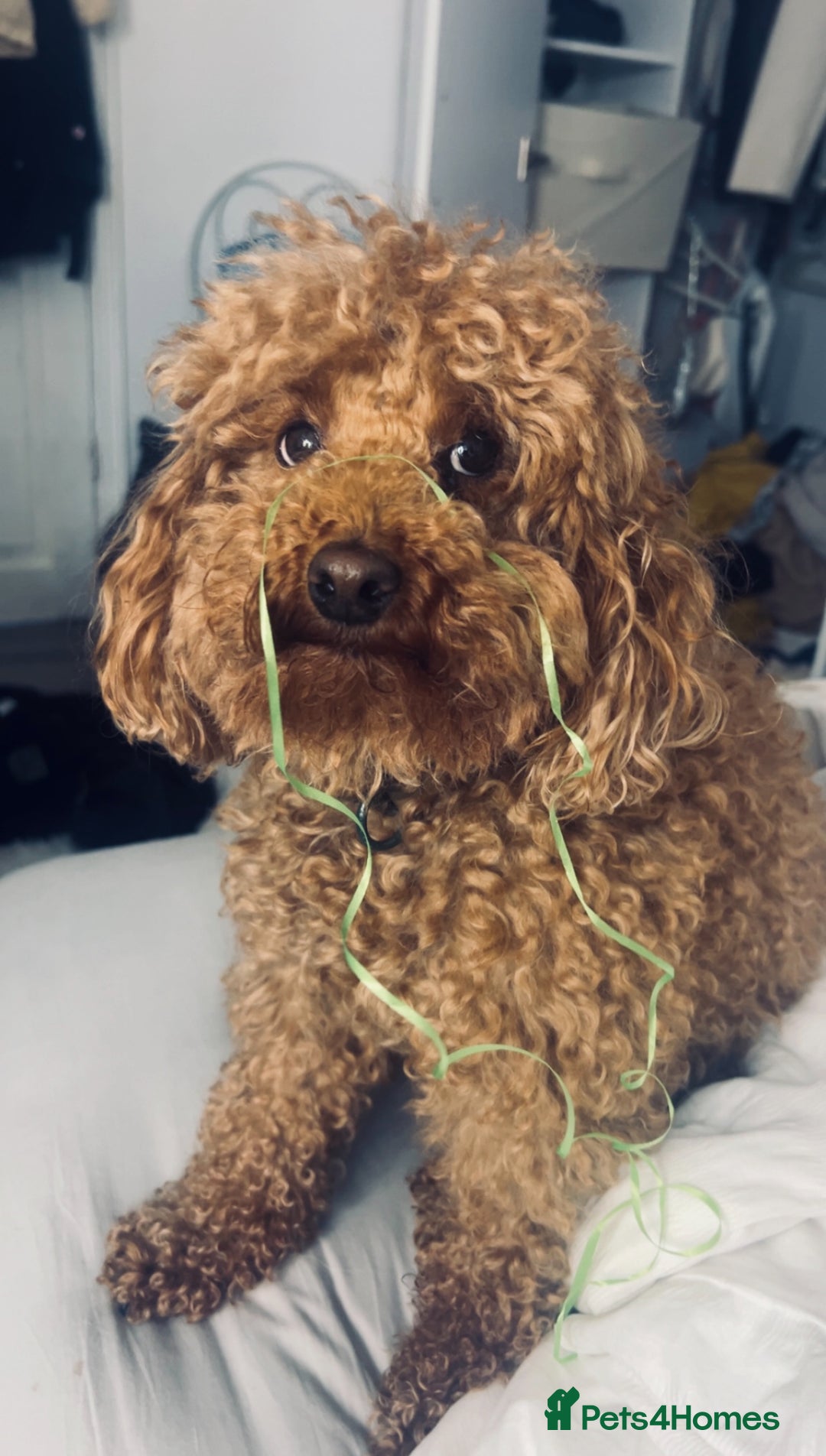 Miniature Poodle dogs for stud: Chocolate brown Miniature Poodle Stud - Advert 3