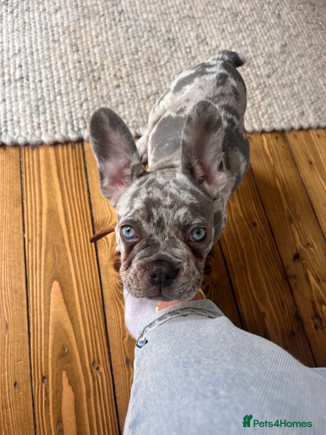 French Bulldog dogs for stud: Buster  - Image 4