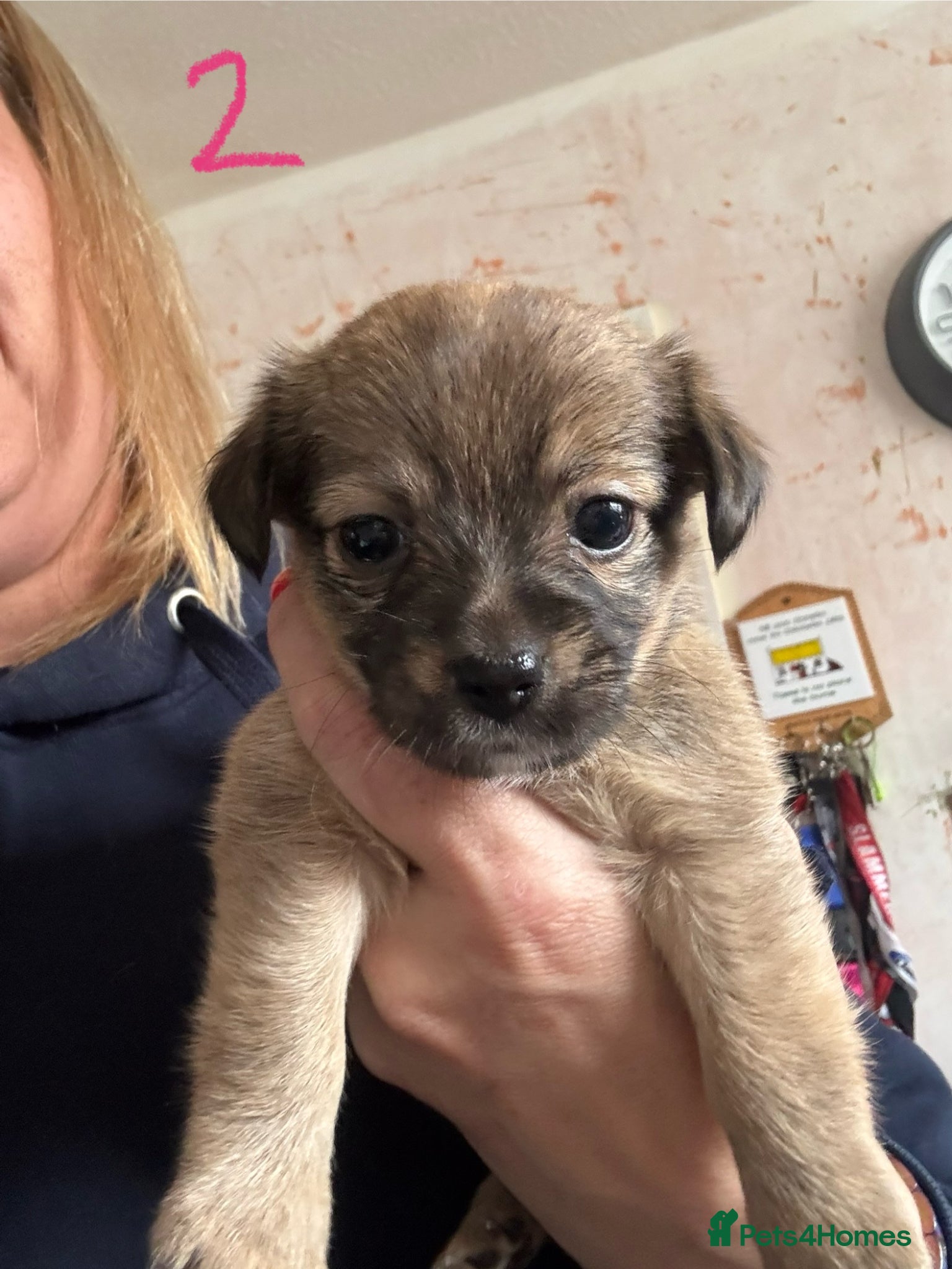Mixed Breed dogs for sale: Cairmal X Jorkie puppies - Advert 5
