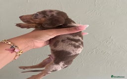 Miniature Dachshund dogs for sale: Miniature dachshunds  - Image 1