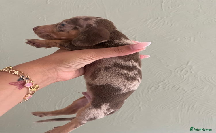 Miniature Dachshund dogs - Advert 11