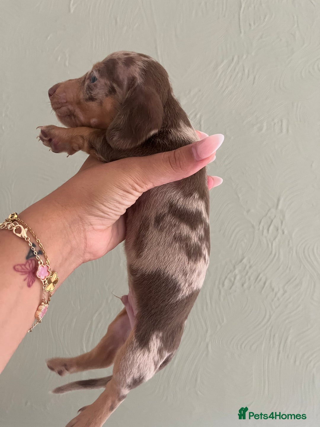 Miniature Dachshund dogs for sale: Miniature dachshunds  - Image 1