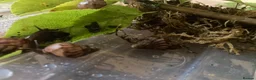 Snails invertebrates for sale: Juevenile Giant African land snails for sale in Letchworth Garden City - Advert 4