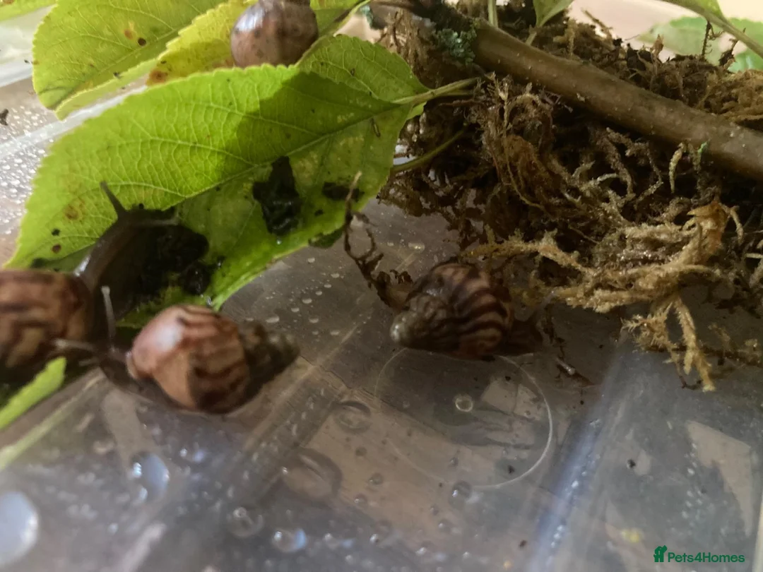 Snails invertebrates for sale: Juevenile Giant African land snails for sale in Letchworth Garden City - Advert 4