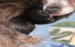 Pomchi dogs for sale: 2 beautiful tiny little Pomchi girls - Image 20