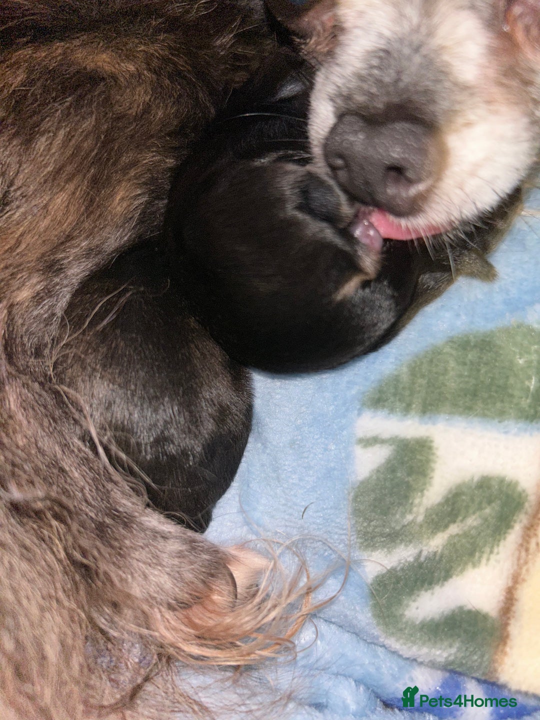 Pomchi dogs for sale: 2 beautiful tiny little Pomchi girls - Image 20