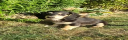 Miniature Dachshund dogs for sale: Last Beautiful KC Reg.MiniatureLH Dachshund Puppy  - Advert 6