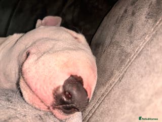 English Bull Terrier dogs Beautiful Bonnie 11months female - Advert 5