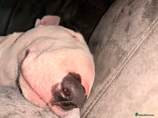 English Bull Terrier dogs Beautiful Bonnie 11months female - Advert 3